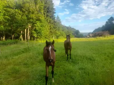 Pferdehof im Schützengraben – Bild 5