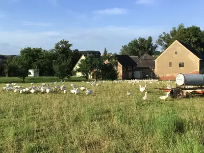 Allrounder für Geflügelhof mit Gemüsebau gesucht (Sachsen) – Bild 2