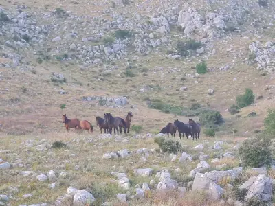 Hilfe auf unserem Grundstück in Montenegro Nahe der Adria – Bild 5