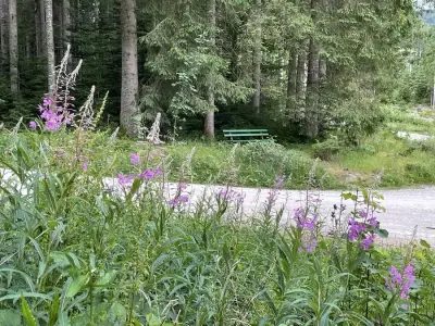 Schwarzwaldidylle, Holzhaus inmitten der Natur mit Tieren – Bild 5
