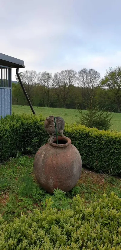 EIFEL - Mithilfe - Renovierung - Gartenarbeit – Bild 6