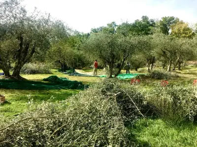 Bella Italia !! OLIVENERNTE TOSKANA – Bild 5