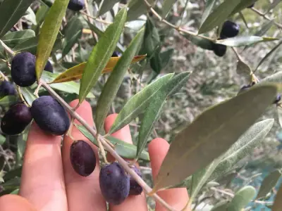 Bella Italia !! OLIVENERNTE TOSKANA – Bild 6