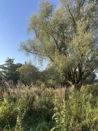 Natur Stellplatz 30 km vor Rügen – Bild 4