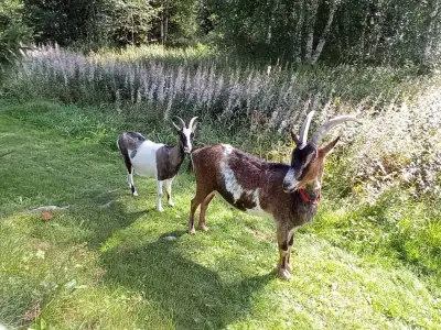 Swedish Paradise Garden & Farm – Bild 3