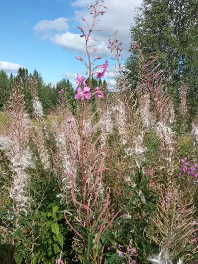 Swedish Paradise Garden & Farm – Bild 6