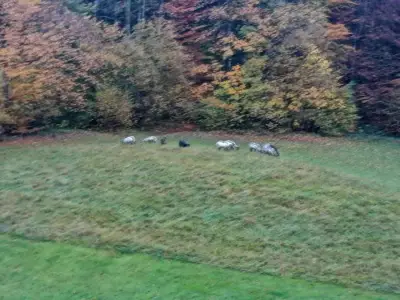 Gästehaus Schmuckenhof der Sommer kommt – Bild 3
