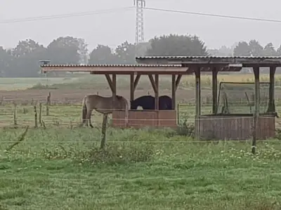kleiner Pferdehof sucht Unterstützung – Bild 3