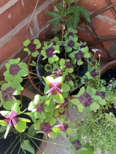 Sommer im schönen Hamburg - mit Kater und sonnigem Balkon – Bild 4