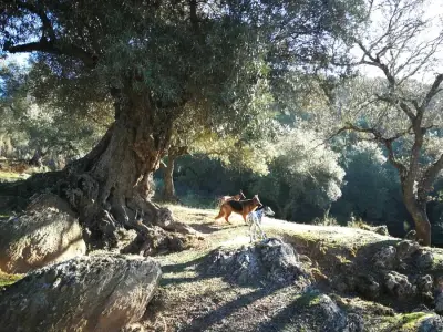 Finca Aufenthalt in Andalusien – Bild 3