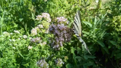 Urlaub in Bulgarien - Naturgenuss, draußen den ganzen Tag – Bild 2
