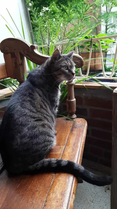 Sommer im schönen Hamburg - mit Kater und sonnigem Balkon – Bild 6