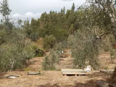 Be part of my project in Central Portugal: House and Garden – Bild 2