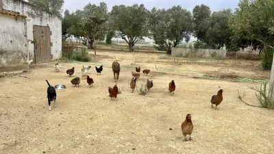 Finca in Andalusien Costa de la Luz – Bild 3