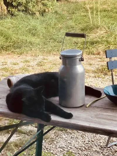 Alter Bauernhof mit Katzen, Schafen und Hühnern – Bild 4