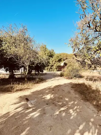 Finca in Andalusien Costa de la Luz – Bild 5