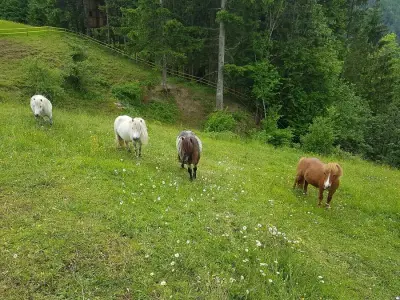 BIO-Bergbauernhof – Bild 2