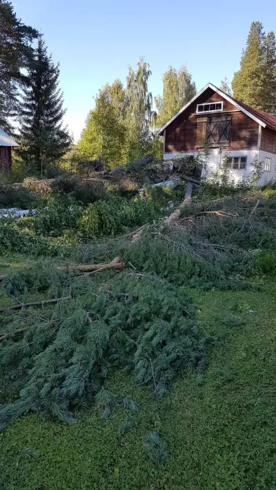 Reisebegleitung nach Schweden – Bild 4