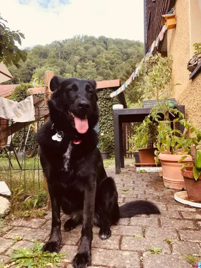 Mühlhaus am Bach mit freundlichem Hund – Bild 2