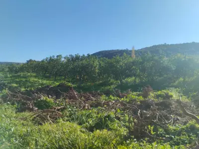 Orangenfarm in Portugal, Algarve – Bild 2