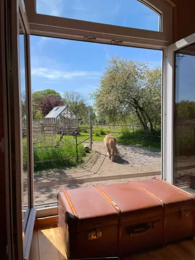 Pony-Betreuung und Urlaub im Bauwagen – Bild 3