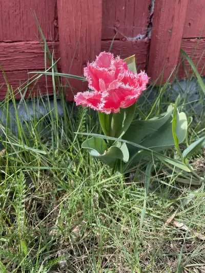 Haus mit Garten – Bild 3