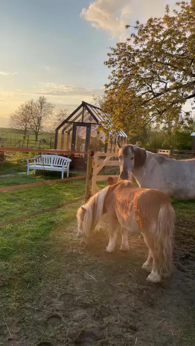 Pony-Betreuung und Urlaub im Bauwagen – Bild 2
