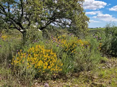 Grundstück in der Algarve – Bild 3