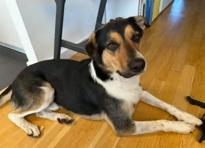 Dog-Sitting in Frankfurt: Meet Oskar! – Bild 2