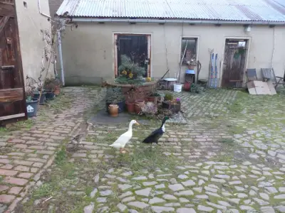Naturgarten-Oase – Bild 5