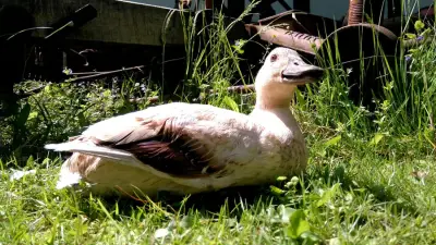 Campen mitten in der schönsten Natur direkt am Fluss – Bild 4