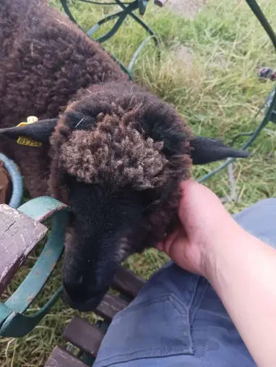 Landwirtschaft, Tierhaltung und Garten – Bild 2