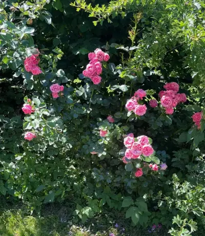 Behrensdorf – Bild 3