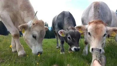 Bio-Bauernhof in den Bergen – Bild 6