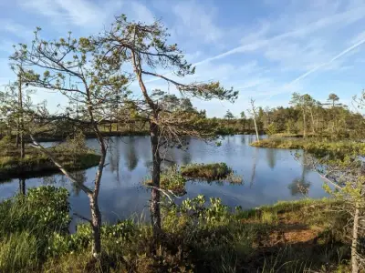 Natur, Wald, Meer an einem Ort – Bild 3