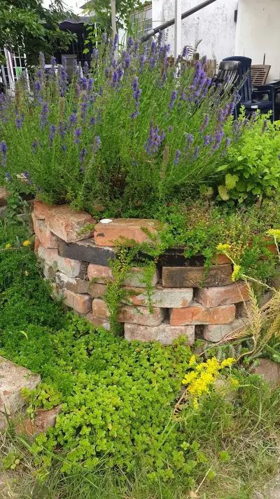 Leipzig - Hilfe im Schrebergarten gegen Stadtwohnung – Bild 4