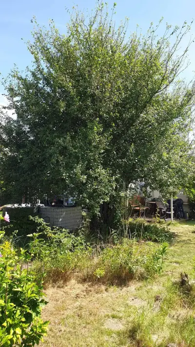 Leipzig - Hilfe im Schrebergarten gegen Stadtwohnung – Bild 5