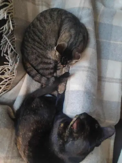 Leipzig, 3-Zimmer Wohnung mit Balkon und 2 Katzen – Bild 6
