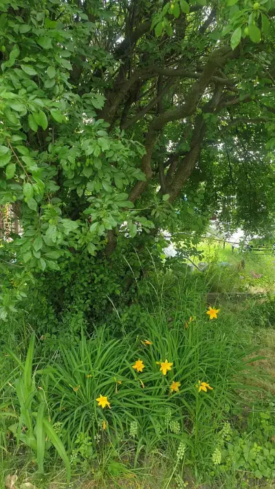 Leipzig - Hilfe im Schrebergarten gegen Stadtwohnung – Bild 3