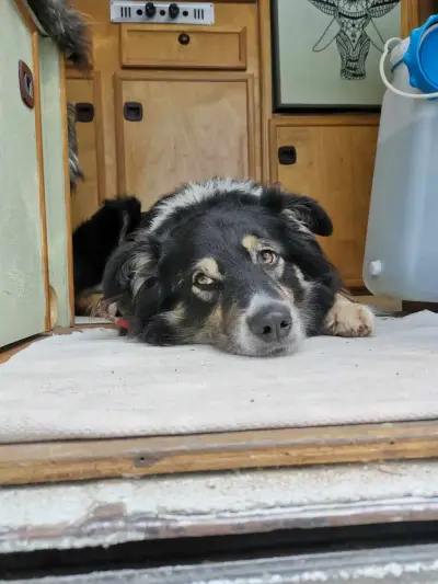 Bauernhofurlaub und Hüten von 20 Schafen 4 Kühen und 2 Hunde – Bild 3