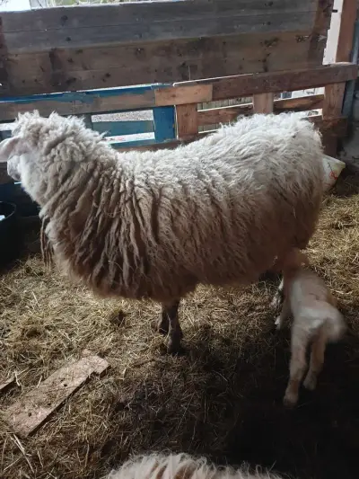 Bauernhofurlaub und Hüten von 20 Schafen 4 Kühen und 2 Hunde – Bild 2