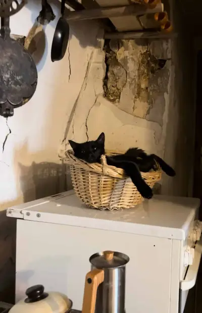 Bauernhofurlaub und Hüten von 20 Schafen 4 Kühen und 2 Hunde – Bild 4