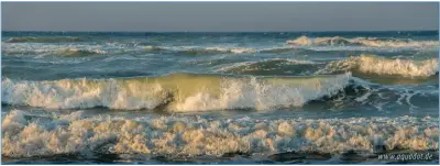 Biene – Bild 2