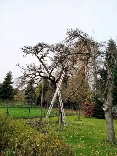 Chris, *Obstbaumschnitt*Kinderbetreuung*Tierpflege*Hundesit – Bild 3