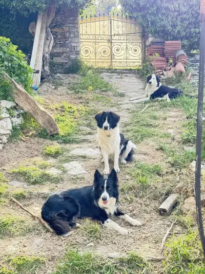Haus mit Meerblick in Griechenland, mit Hunden und Katzen – Bild 2