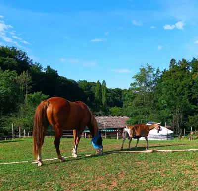Kleine Ranch - mitten in der Natur mit Tieren – Bild 2