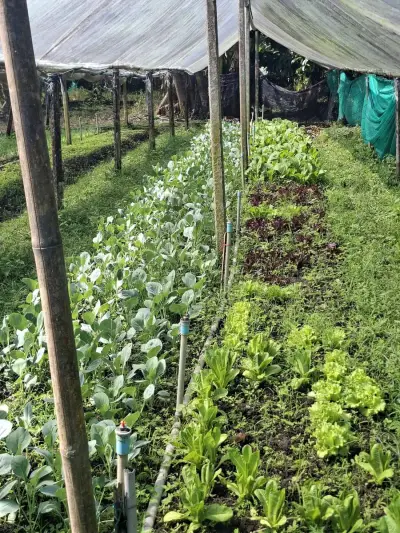 Bio Farm nahe Chanthaburi / Thailand – Bild 3