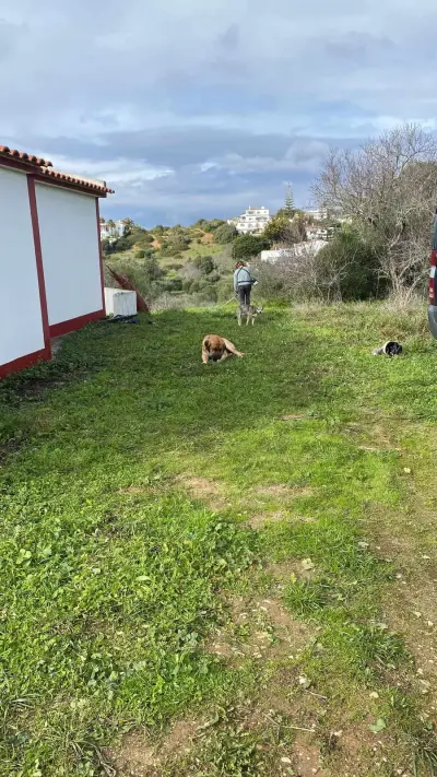 Garden help in exchange for Van Spot – Luz,Algarve Portugal – Bild 2
