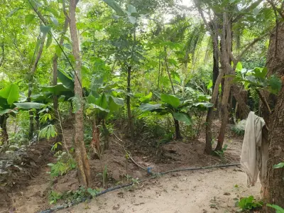 Permaculture Garden in Abene/Senegal – Bild 6