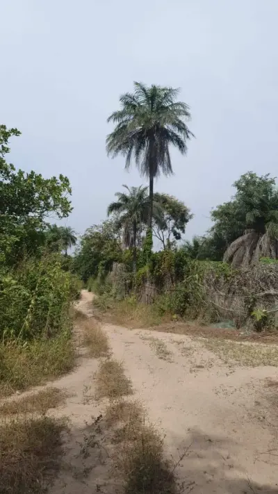 Permaculture Garden in Abene/Senegal – Bild 5